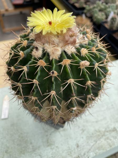Wigginsia sellowii